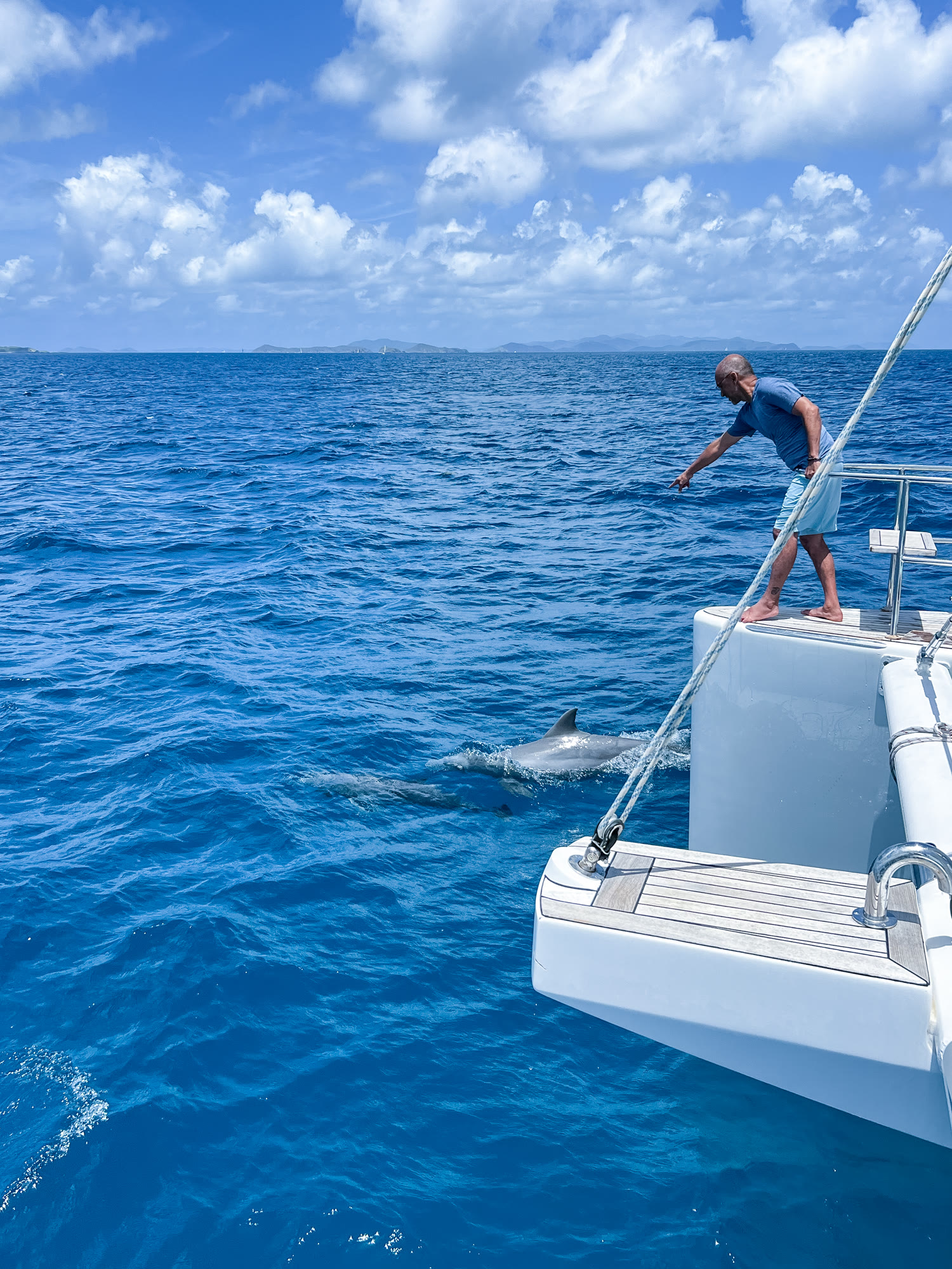 Dolphins at the bow