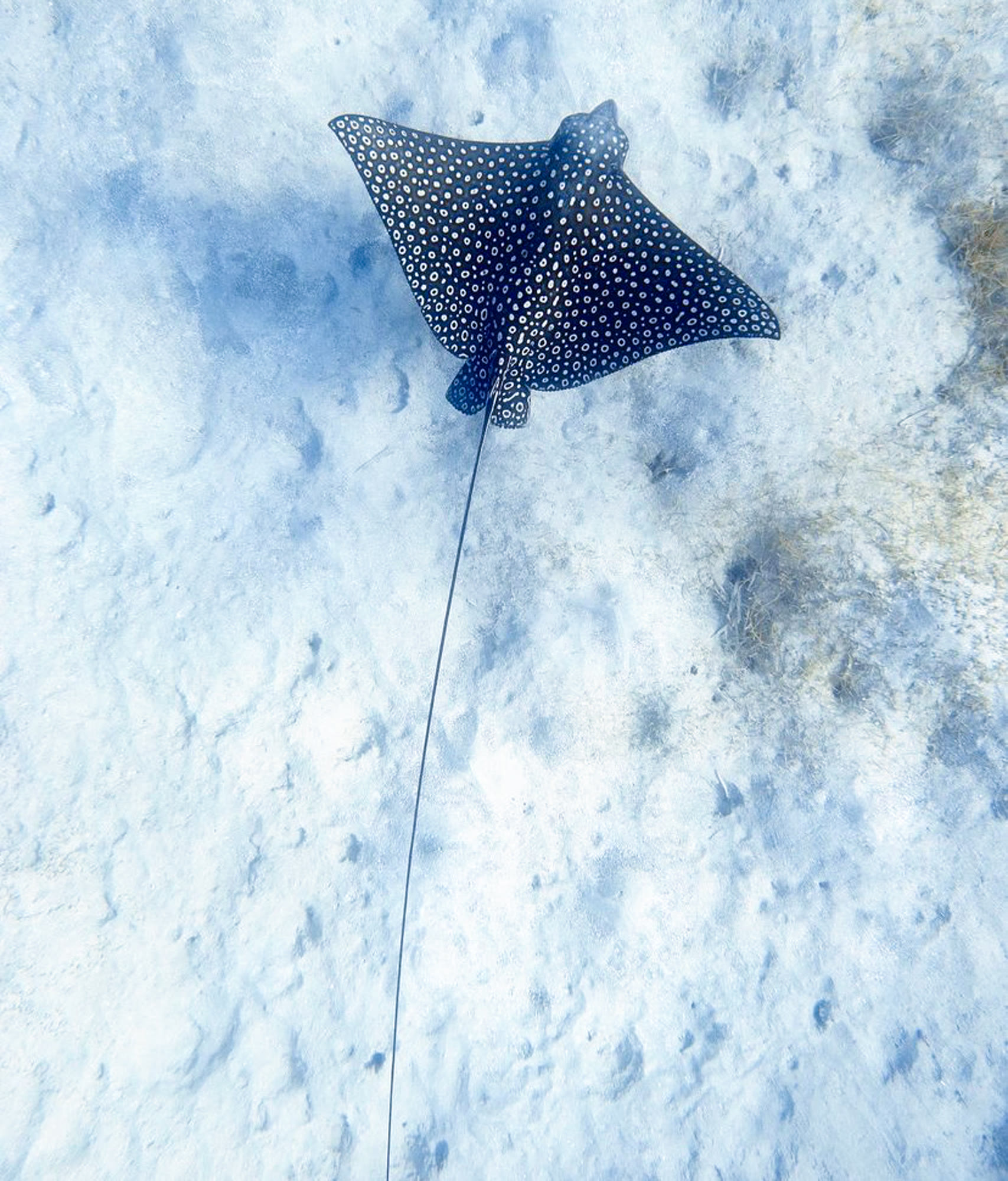 Spotted eagle ray