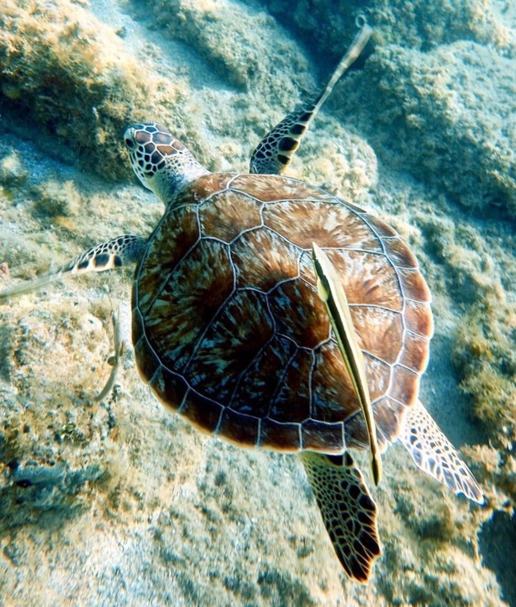 Green turtle