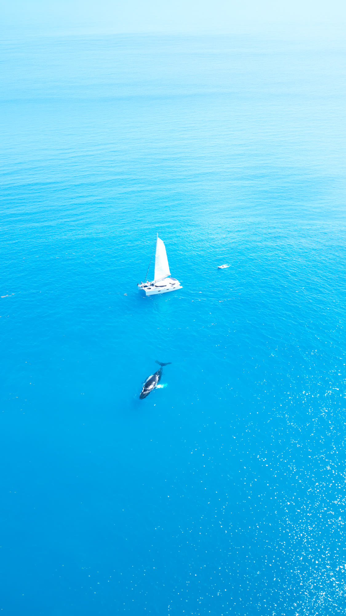 Humpback alongside
